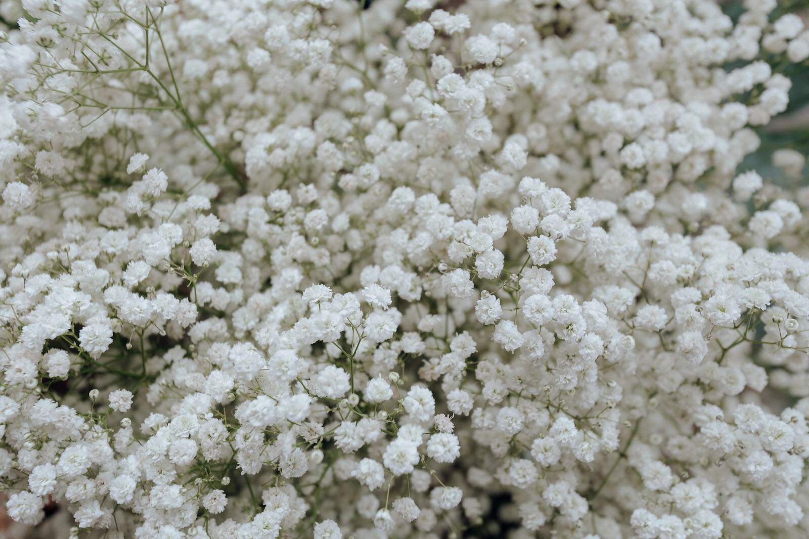 How To Dry A Baby’s Breath Flowers? 9 Step-By-Step Guide At Home