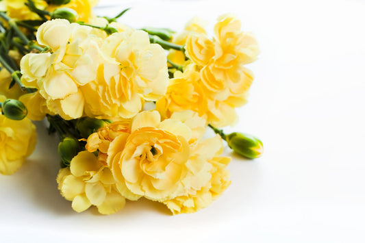 What Is The Meaning Of These 29 Yellow Flowers? Check Out Their Unique Messages Here!