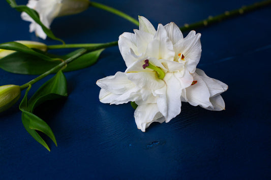 23 Types Of White Lily Flowers For Any Flower Arrangement