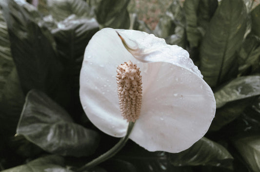 Why Is My Peace Lily Flower Turning Brown? 10 Common Reasons