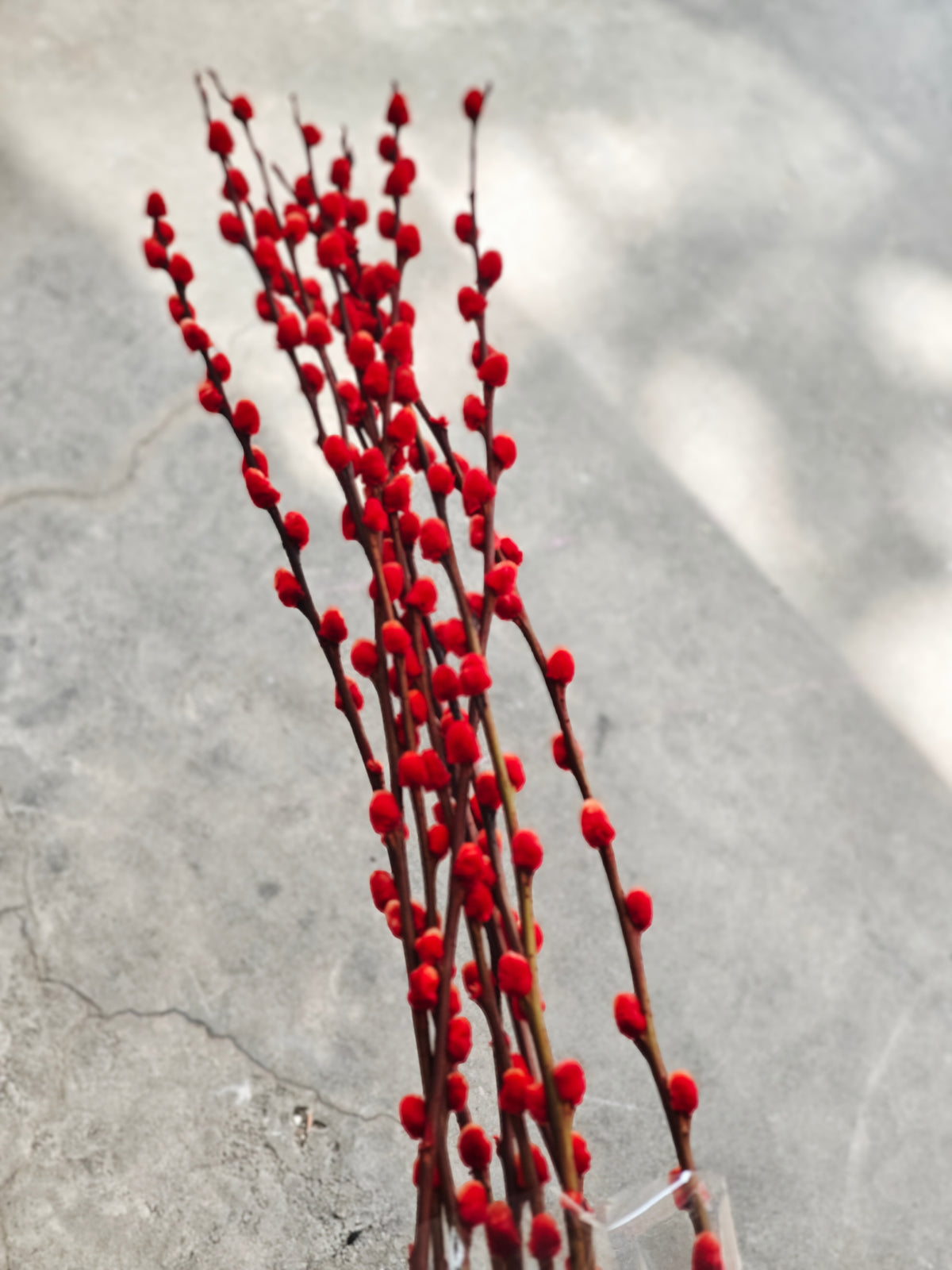 Pussy Willow (Red)