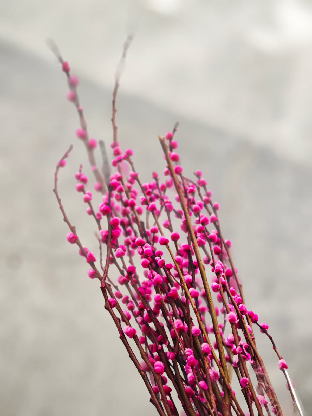 Pussy Willow (Hot Pink)