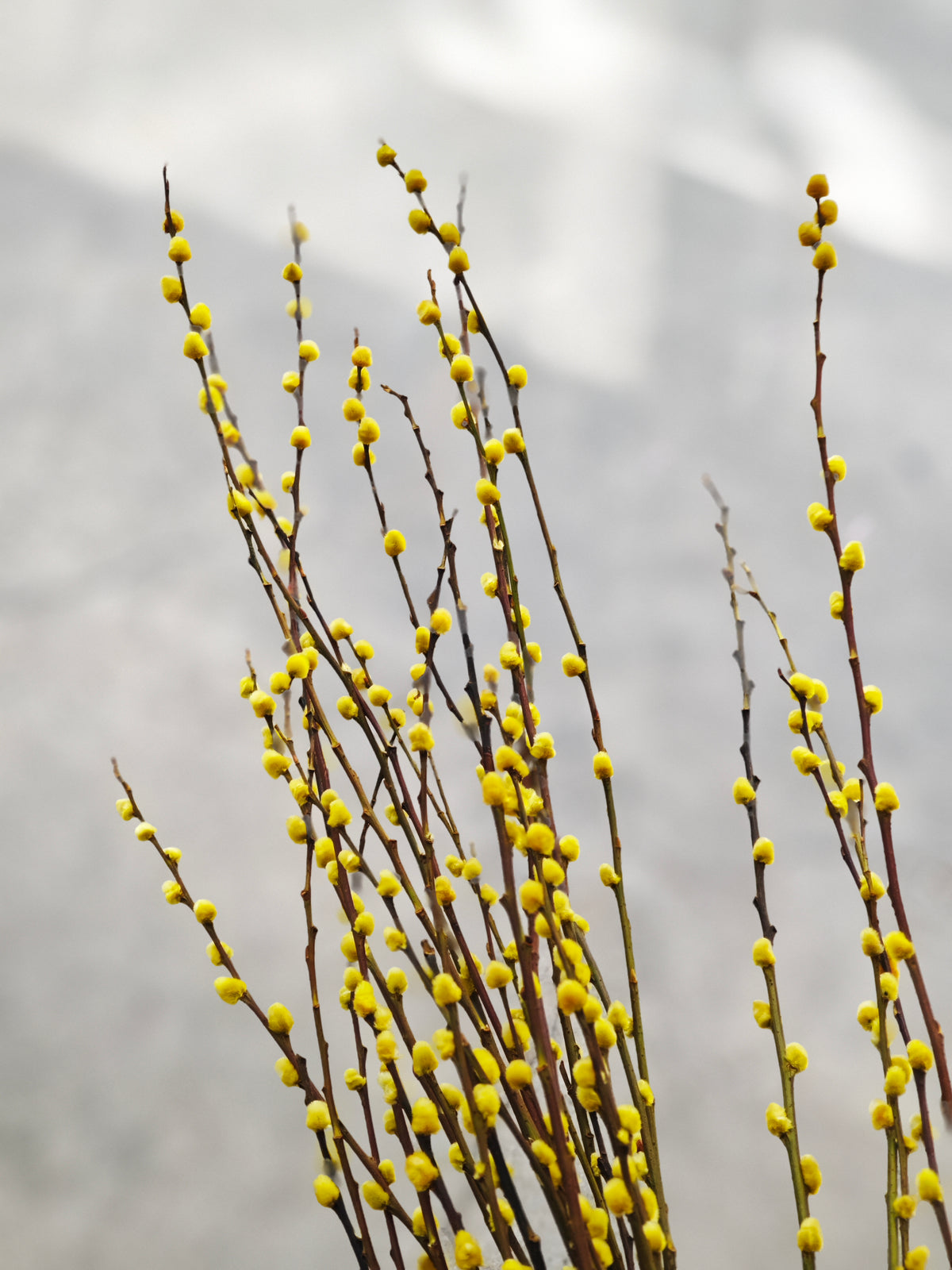 Pussy Willow (Yellow)