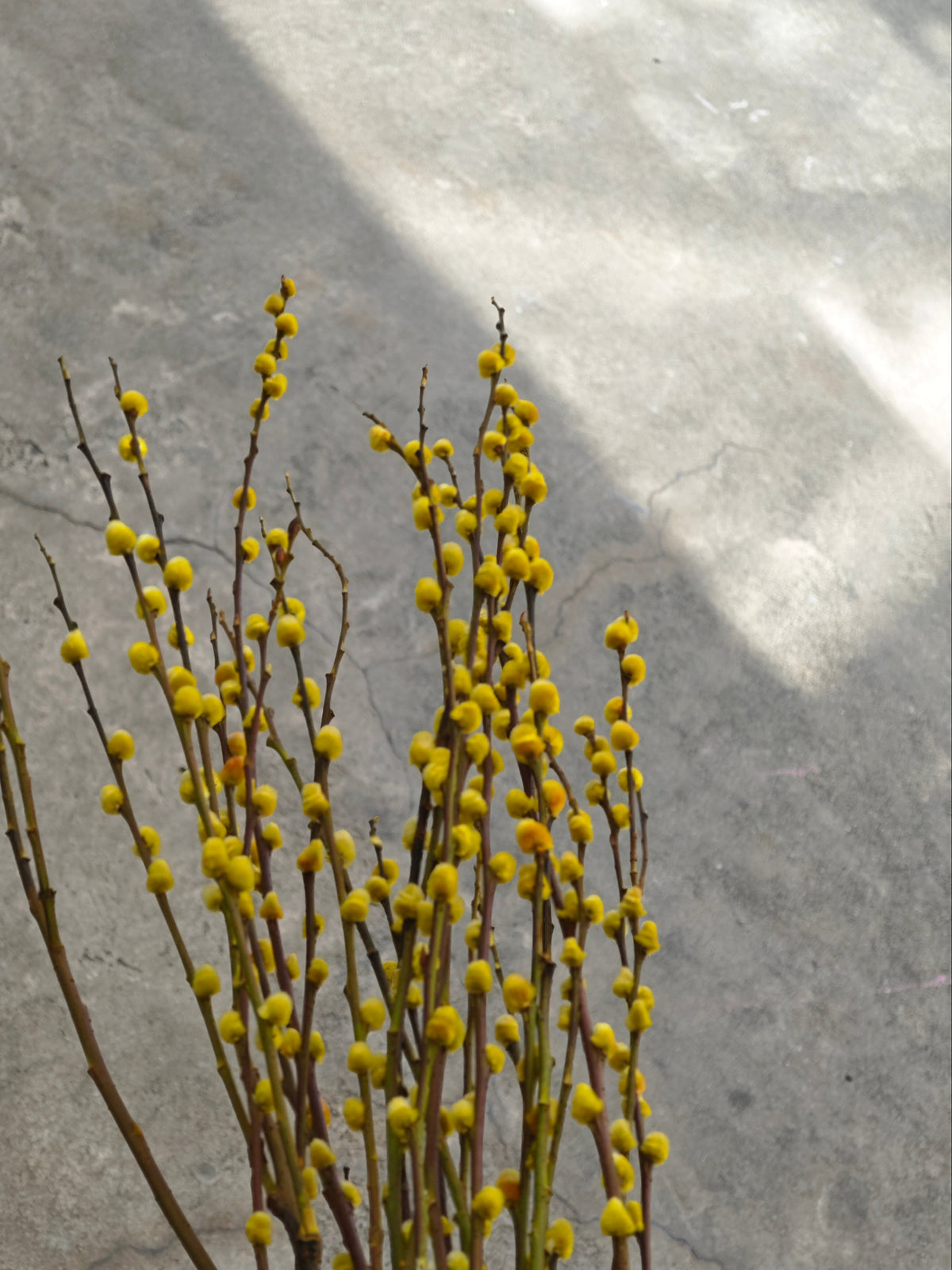 Pussy Willow (Yellow)