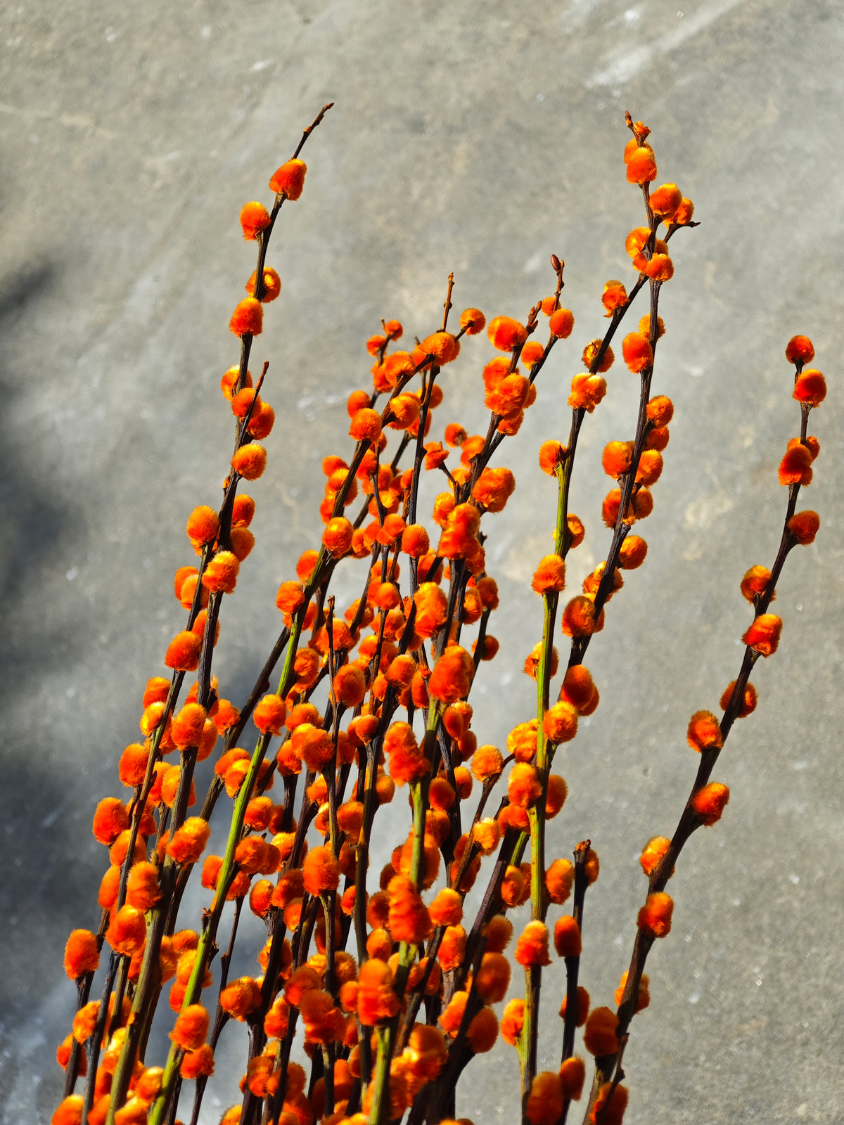 Pussy Willow (Orange)