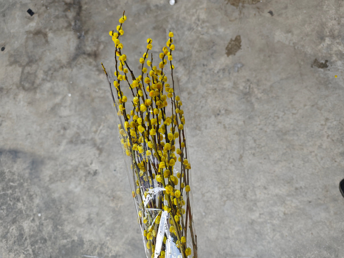 Pussy Willow (Yellow)