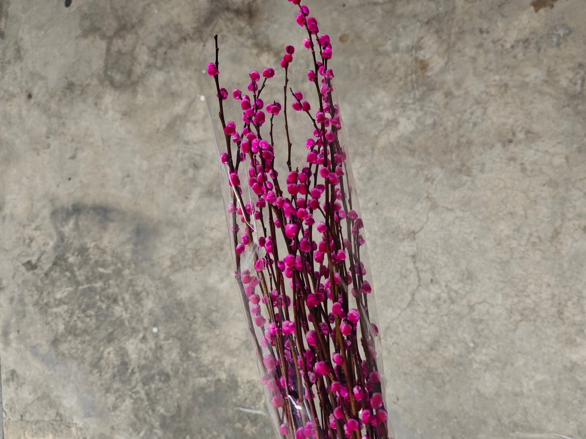 Pussy Willow (Hot Pink)