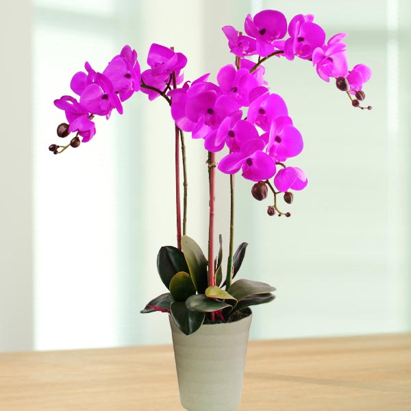 Artificial Phalaenopsis Purple Orchid Table Arrangement 70cm (H)