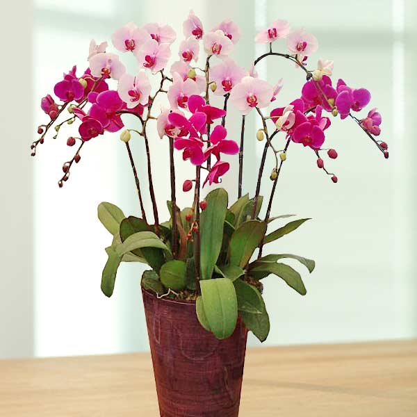 Orchard&#39;s Own Outrageous, Outstanding Orchids (10 Sprays)