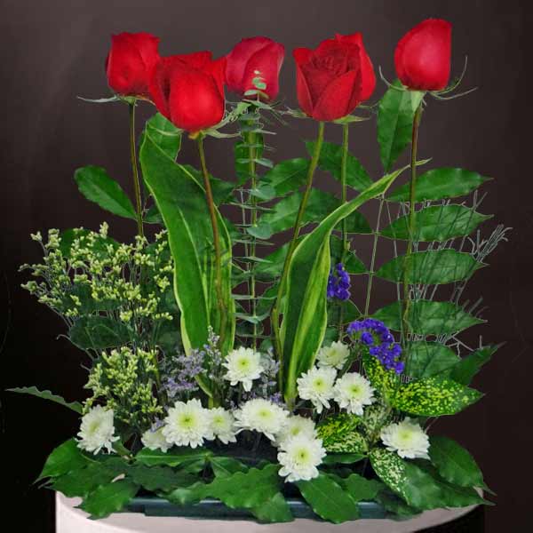 6 Red Roses & White Chrysanthemum Flower Small Table Arrangement