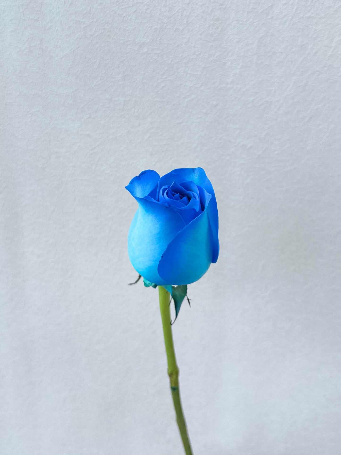 Single Rosy Raffles (Blue)