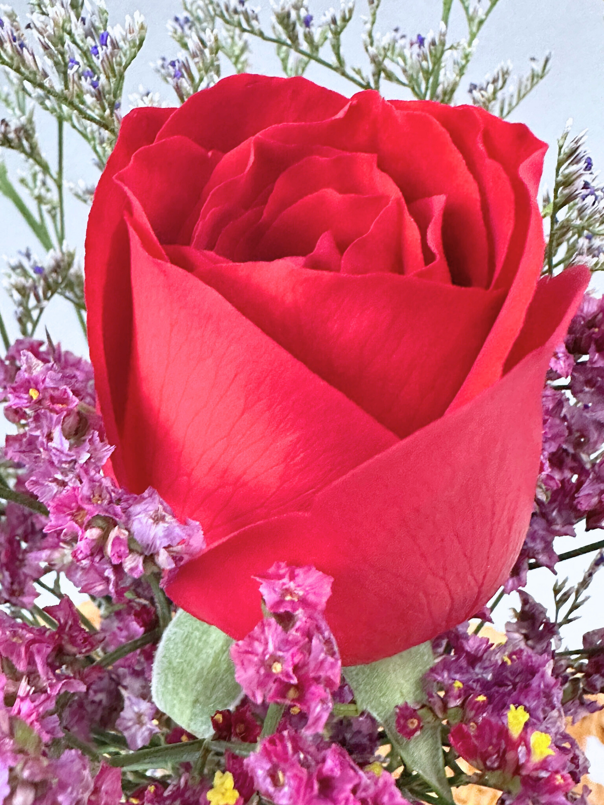 Single Rosy Raffles (Red)