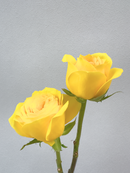 Single Rosy Raffles (Yellow)