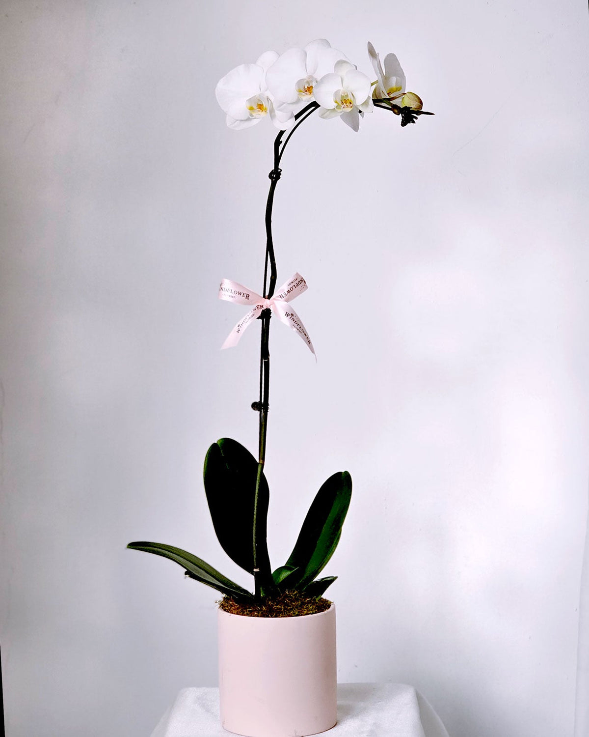 Phalaenopsis Orchid