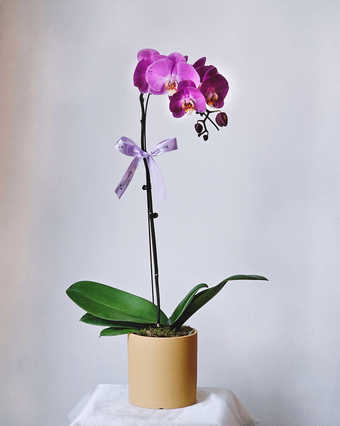 Phalaenopsis Orchid